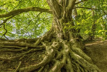 Debbie de Jong_Systemisch coachen